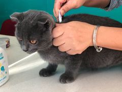 -乐琪宠物医院·犬猫专科·骨外科·急重症