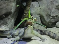 -苏州海洋馆