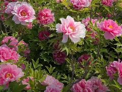 -麦当劳(莒县服务区店)