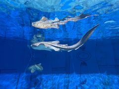 -海合安天津极地海洋公园
