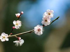 -莘庄梅园