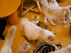 -有喵·猫咖·狗咖·30几只猫10只小狗(岗厦店)