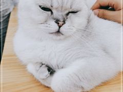 -李小姐の猫咖啡馆(五角场店)