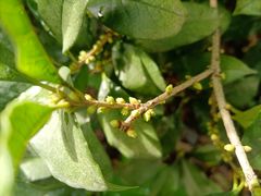-小雅青年旅舍(平江路店)