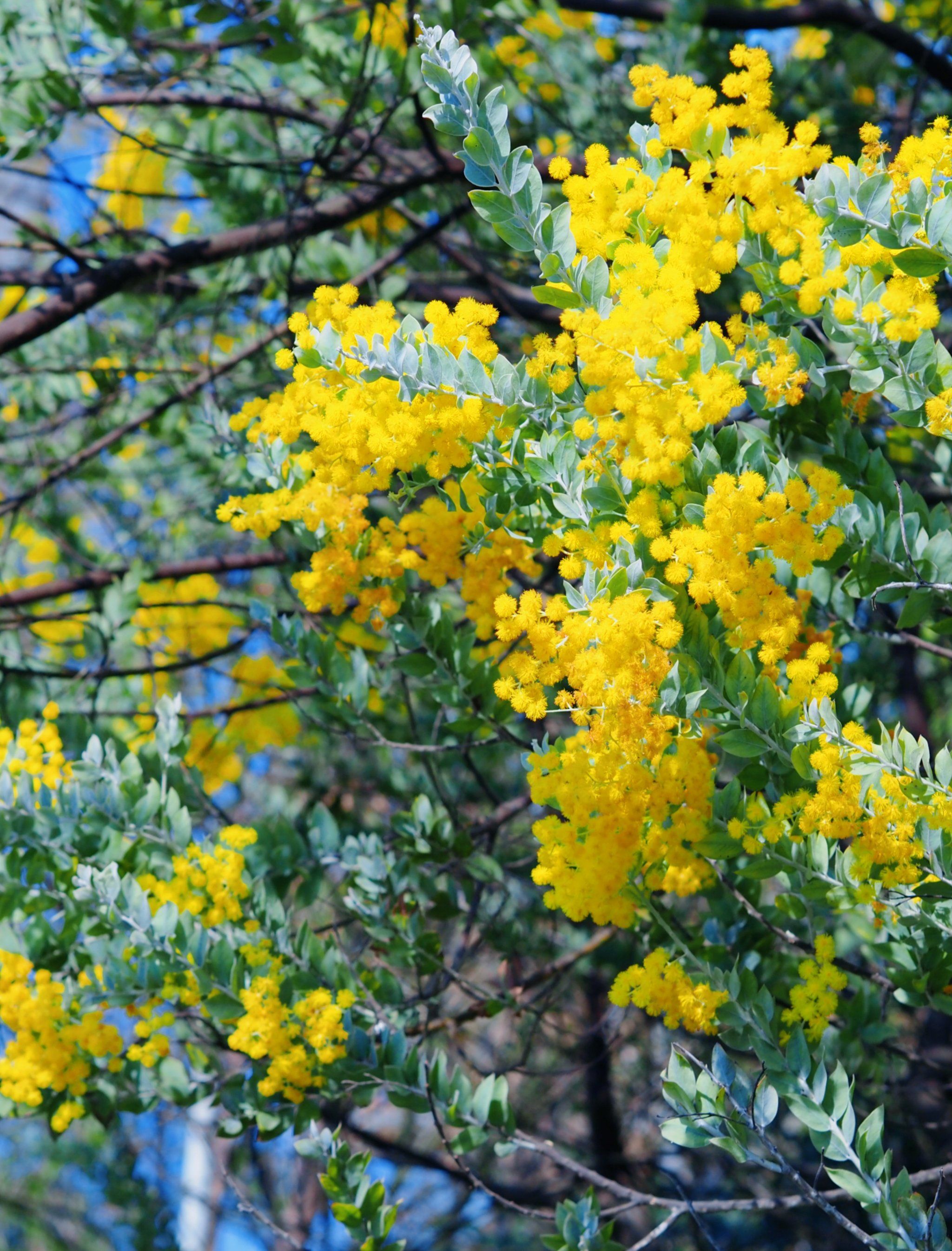 春日黄花笑颜开