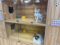 -猫十亿·布偶金渐层·曼基康矮脚猫舍(青年路店)
