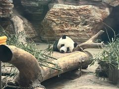 -石家庄市动物园