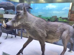 -国家自然博物馆