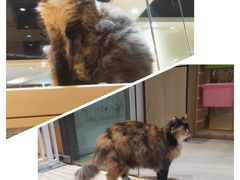 -藏猫猫咖啡主题馆(中央大道店)