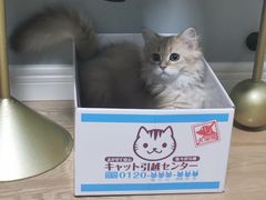 -猫猫幼稚园·撸猫·桌游·电玩