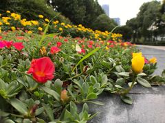 -后襄河公园