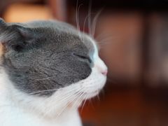 -喵zoo家庭繁育猫舍(尖东智能花园店)
