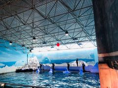 -秦皇岛乐岛海洋王国