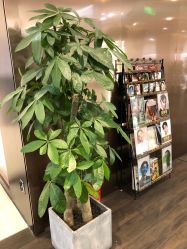 -崇尚GAVIN STYLE臻选