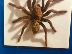 -上海昆虫博物馆