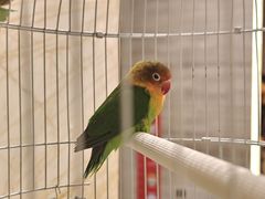 -廊坊固安福朋喜来登酒店