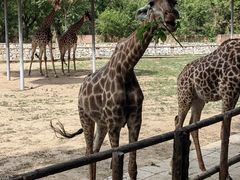 -北京野生动物园