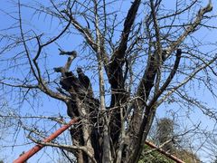 -上海佘山国家森林公园天马山园