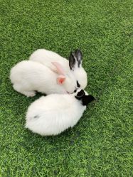 -萌宠亲子动物乐园(槐房万达店)