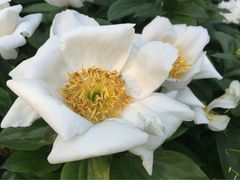 iphone_upload_pic-景山公园
