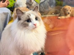 -和它·交个朋友·狗咖猫咖(爱琴海店)
