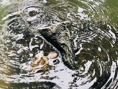 -惠州西湖丰渚园