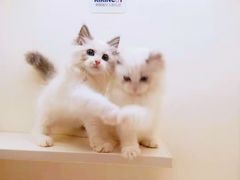 -十年猫舍·猫咪专门店(普陀店)