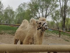 -北京野生动物园