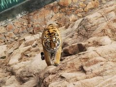 -西霞口神雕山野生动物世界