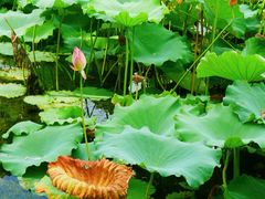 -东升八家郊野公园