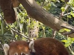 -栾川竹海野生动物园