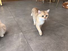 -飞行喵MR PILOT|猫舍·猫咖(静安大融城店)