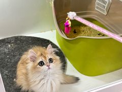 -青奢宠物·青奢猫舍