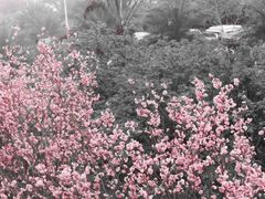 -天适樱花悠乐园