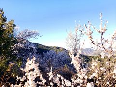 -北京西山国家森林公园