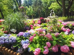 -上海共青森林公园