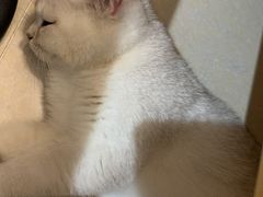 -lincat·猫舍(广州店)