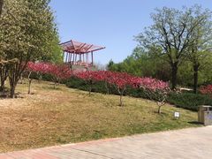 -大望京公园