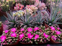 -花鸟鱼虫鲜花绿植市场(玉泉路店)