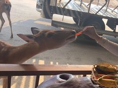 -清迈夜间动物园