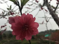 -丹樱生态园