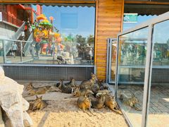 -西霞口神雕山野生动物世界