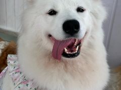 -汪说·狗咖·拼豆·宠物周边DIY(旺城大厦店)