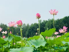 -东郊湿地公园