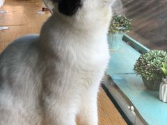 -猫小院猫主题咖啡厅(北锣店)