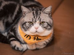 -猫在这儿猫咪咖啡馆·撸猫馆