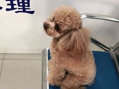 -申普宠物医院·眼科·心内科·影像科(普陀分院)