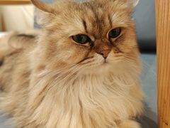 -滚猫咖啡·猫咖·猫友好撸猫(未来城店)