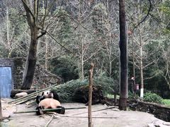 -都江堰中华大熊猫苑