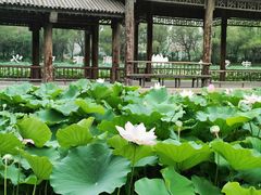 -洛阳市隋唐城遗址植物园